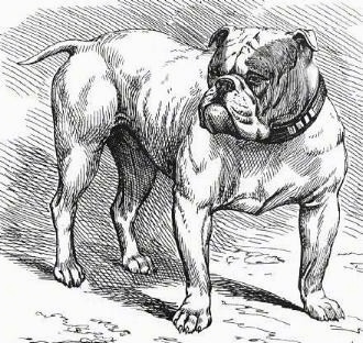 A drawn picture of a standing bulldog in a from 1889